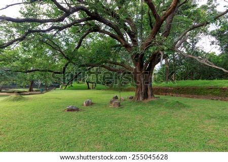 Big ficus tree in Sigiriya Garden