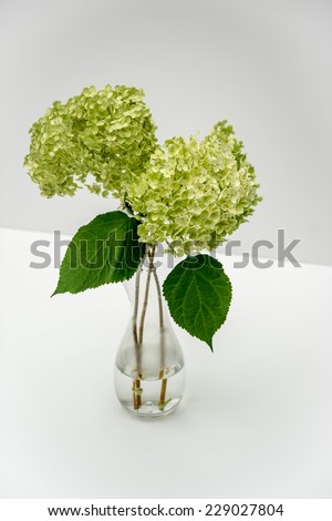 Hydrangea flowers cut in garden and placed in vase at home