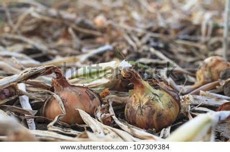 Single Dry Onion closeup in an onion field