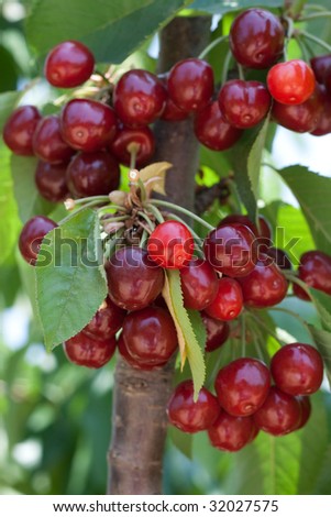 cherry tree full of sweet appetizing  red fruits