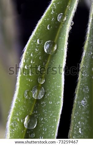small water drops on a green leave closeup macro shot