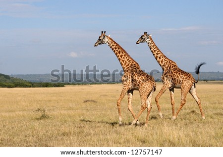 running giraffes