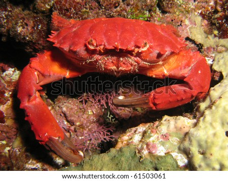 coral crab