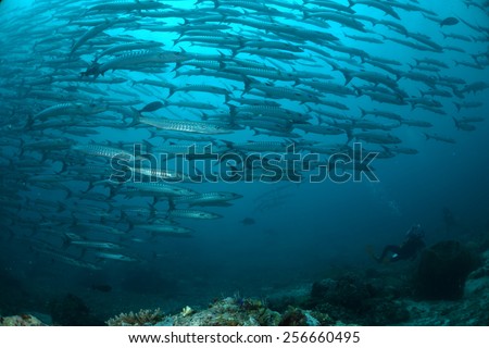 Barracuda Point is regularly ranked amongst the top 5 dive sites in the world.\
This outstanding dive site has a great barracuda shoal (thousands) often seen in a tornado-like formation.