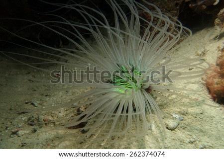 Tube-dwelling anemone, or cerianthids closeup, Malaysia, Mabul island, Selebes sea,