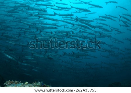 School of barracuda fish at Sipadan island Malayzia. Dive site called  barracuda point is quite simply one of the top 5 dive sites of the world, making it the most popular dive spot in Sipadan