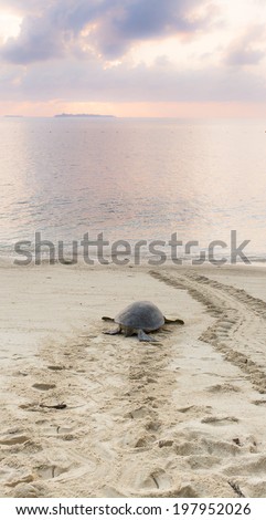Mother turtle returning to ocean after laying eggs