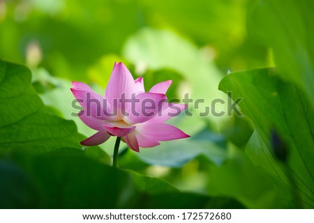 Leaves surrounded Lotus I do like green embellished with  pink elegance . Rounded leaves perfectly match cone flower .