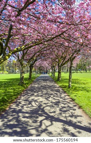Spring path in the park with cherry blossom and pink flowers.