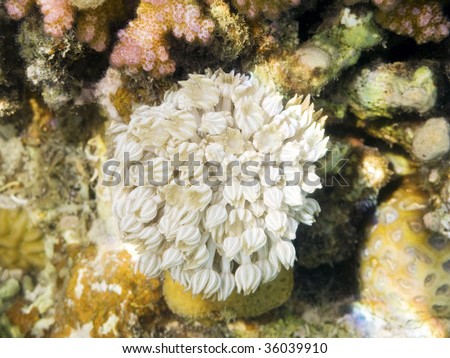 white coral in egypth