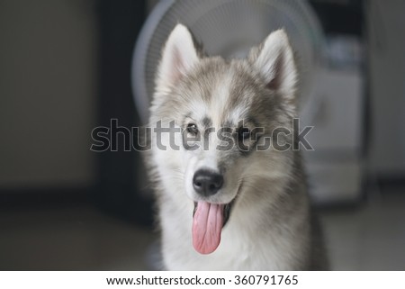 Siberian husky puppy smile