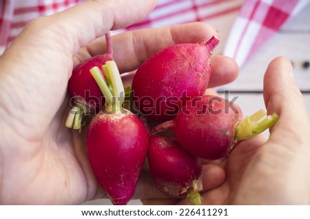 color photo, closeup hands holding group of fresh radishes, in the background red and white cloth napkin on wooden table