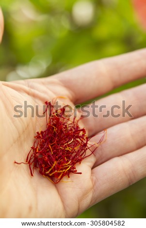 Open hand showing a small amount of saffron. Green and natural background.