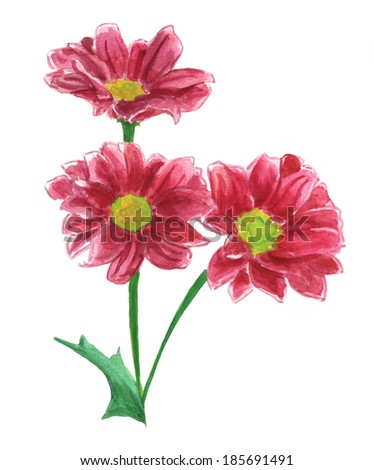 Watercolour chrysanthemums on white background