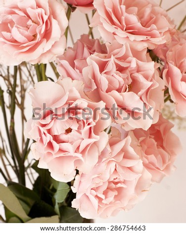 Tender pink tea roses background