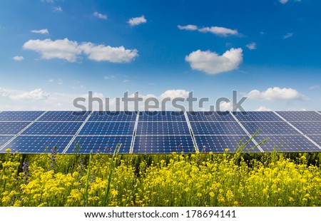 Photovoltaic modules and yellow flowers