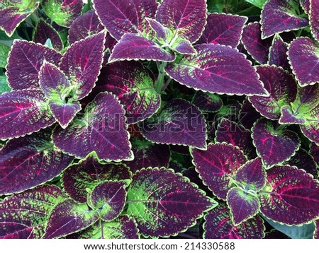 Purple Leaves Background