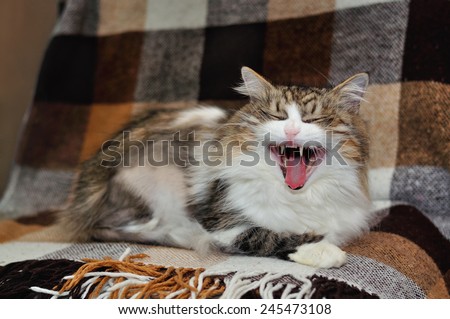Funny cat yawning mouth full