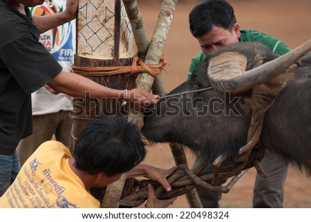 XEKONG, LAOS, APRIL 14 : Unidentified people buying and selling buffalo and other animals at market of Xekong, Laos, on April 14, 2014