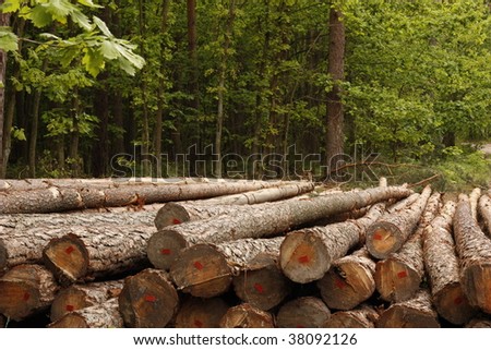 Forest and Clearing Trees  in to Timber Industry .