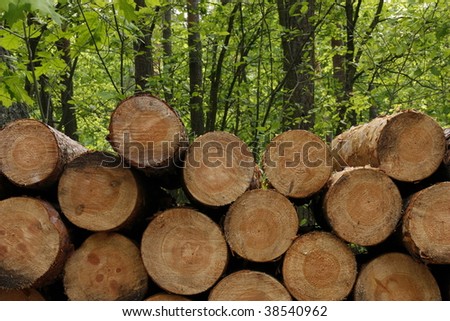 Beautiful Green Forest and Clearing Trees  in to Timber Industry .