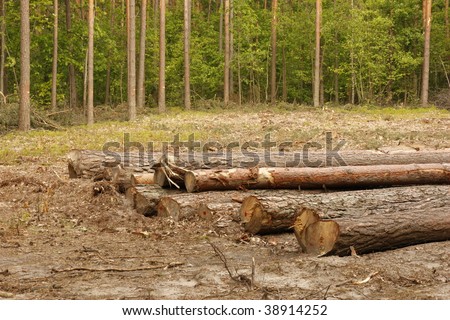 Forest and clearing trees  in to timber industry .
