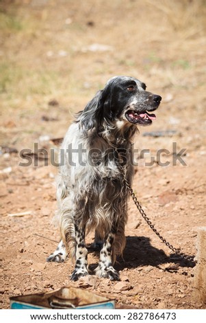 Watch-dog on a chain