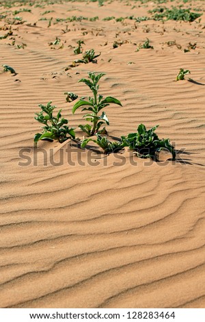 Xerophytic plant in the sandy Namib Desert. South African Plateau, Central Namibia