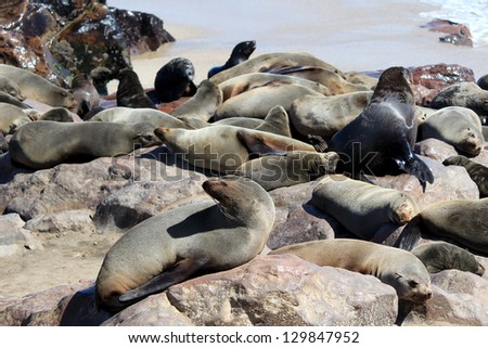 Colony of seals at Cape Cross Reserve, Atlantic Ocean coast in Namibia.