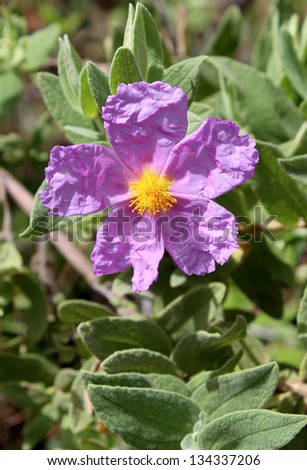 Bloom of Cistus albidus (Rock rose, Sun rose). Small shrubs of scrub and dry woodland regions of southern Europe and North Africa; grown for their flowers and soft aromatic evergreen foliage.