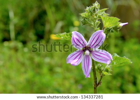 Lavatera cretica (syn. Malva linnaei) Flowering plant in the mallow family. Native to western Europe, North Africa, and the Mediterranean Basin, and naturalized in parts of Australia and California.