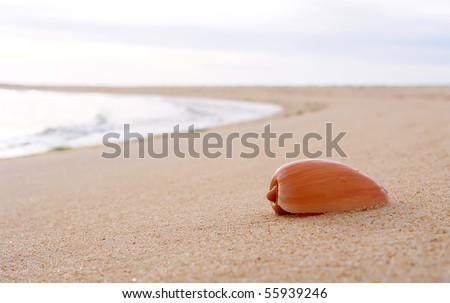 stock photo : Sea shell detail in beach sand background