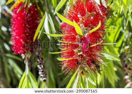 Callistemon, a genus of ornamental shrub in the family Myrtaceae, endemic to Australia. Commonly referred as bottlebrushes because of their cylindrical flowers resembling a traditional bottle brush