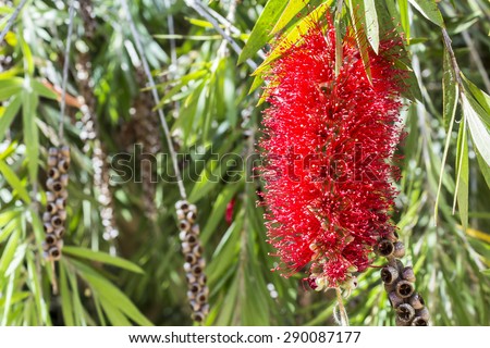 Callistemon, a genus of ornamental shrub in the family Myrtaceae, endemic to Australia. Commonly referred as bottle-brushes because of their cylindrical flowers resembling a traditional bottle brush.