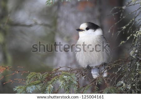 Gray Jay in winter in Algonquin Provincial Park, Ontario.