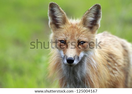 Closeup of a wild Red Fox in Algonquin Provincial Park, Ontario, Canada.
