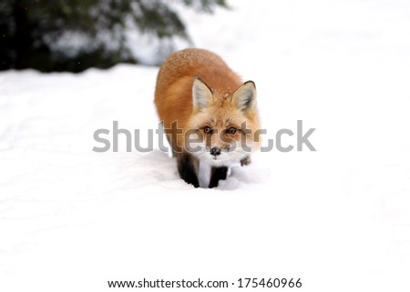 Wild red fox stalking towards the camera in the snow.