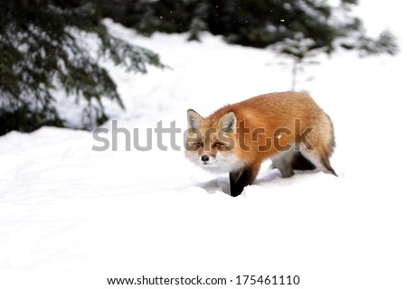 Red Fox in the snow.  Photo taken in Algonquin Provincial Park, Ontario.