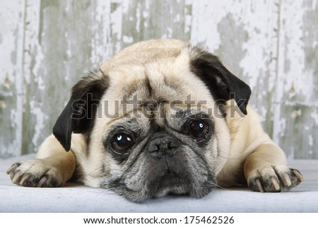 Closeup of a sad looking pug resting his chin on a barnboard floor.
