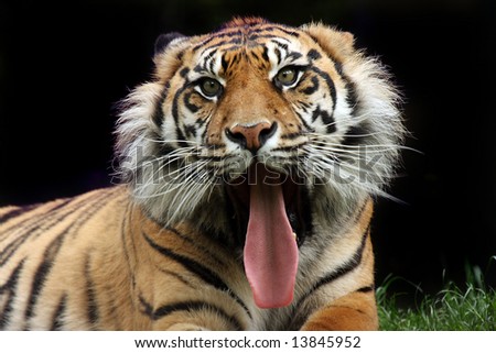 Sumatran Tiger yawning with mouth wide open.