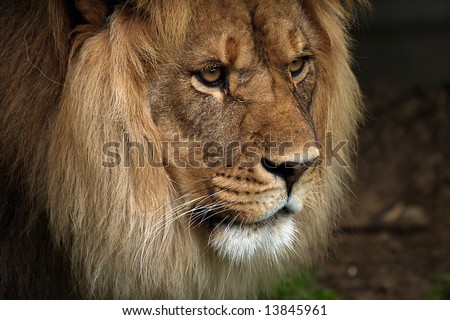 Side profile of a majestic African Lion.