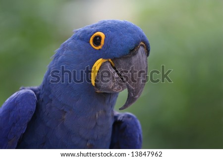 Closeup of a Hyacinth Macaw.