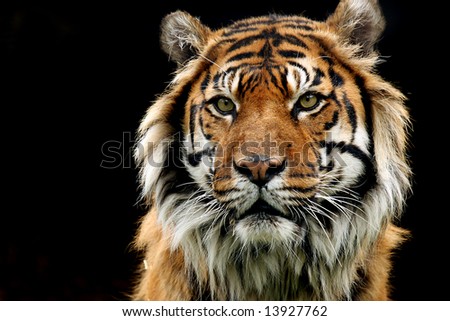 Sumatran+tiger+pictures