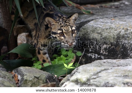 Find a Picture! Stock-photo-clouded-leopard-stalking-prey-14009878