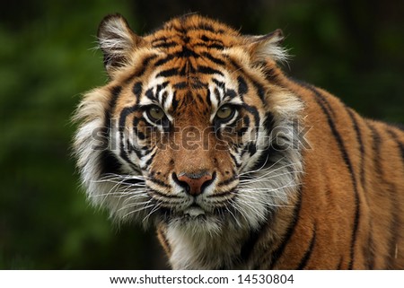 Sumatran+tiger+images