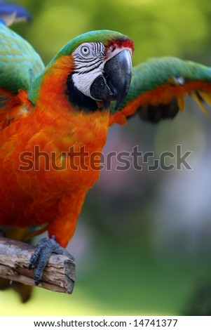 Military Macaw flapping his wings.