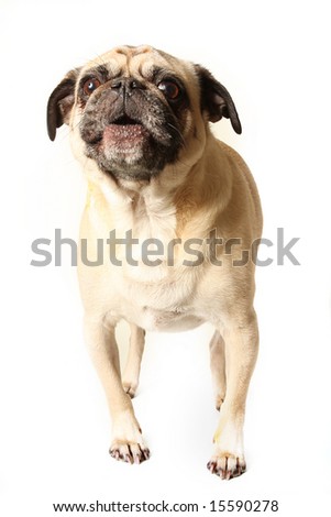 pug barking