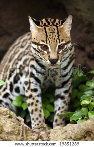 Serval hunting prey and looking towards the camera.