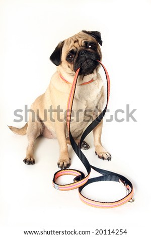 funny pug pictures. stock photo : Funny Pug