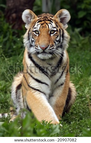 Siberian Tiger Cub sitting and staring at the camera.